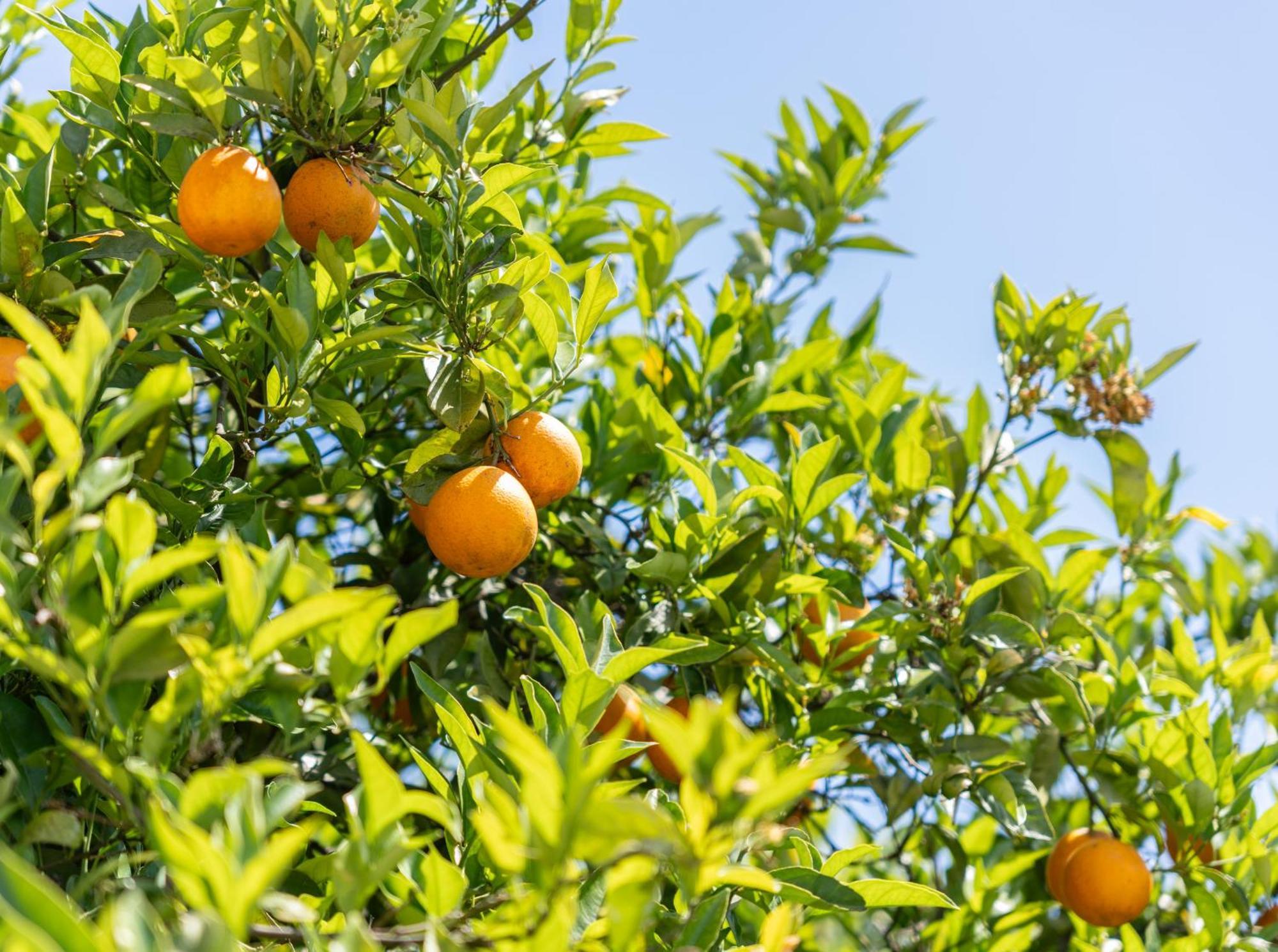 Quinta Das Laranjeiras Boliqueime Luaran gambar